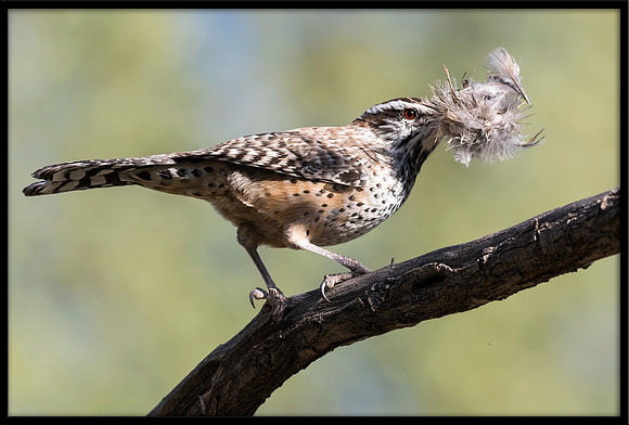 Cactus Wren With Nesting Material