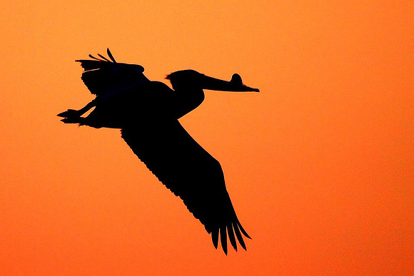 White Pelican flies into sunset