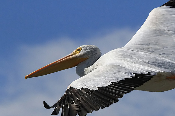 Pelican close-up