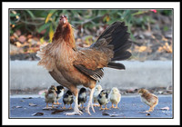 Mrs. Junglefowl Hen and newborns
