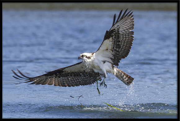Osprey