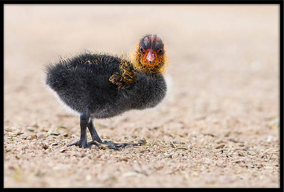 American Coot