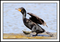 Cormorant