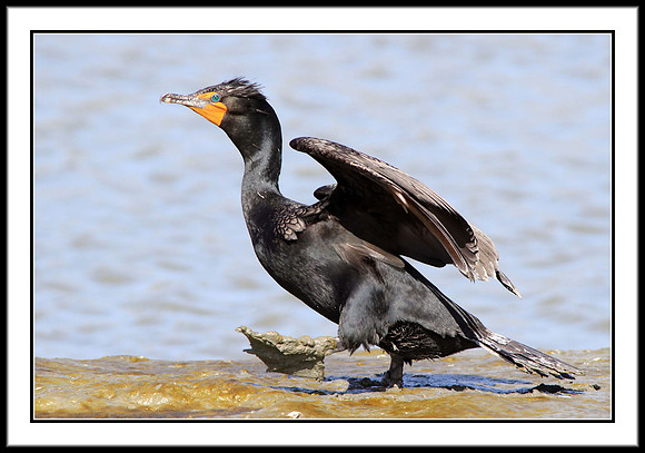 Cormorant