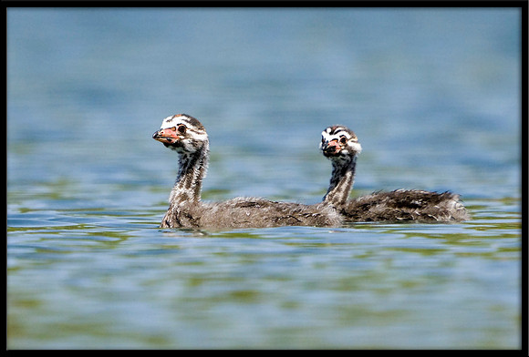 Pied-billed Grebe chicks