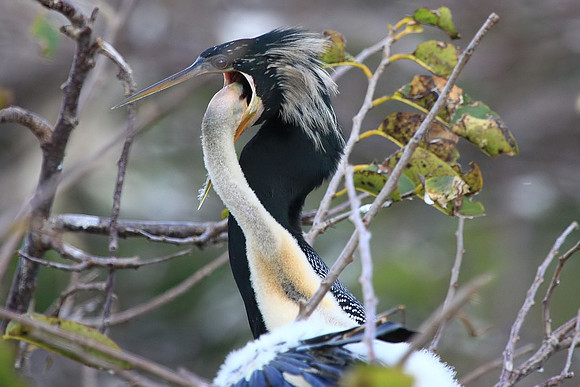 Anhinga feeding young