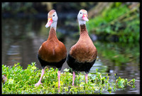Black-bellied Whistling Ducks