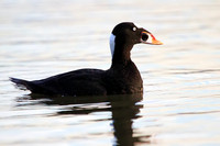 Surf Scoter