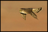 Merlin