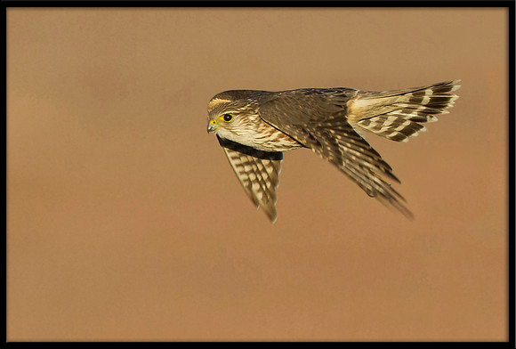 Merlin