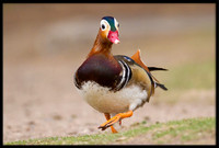 Mandarin Duck