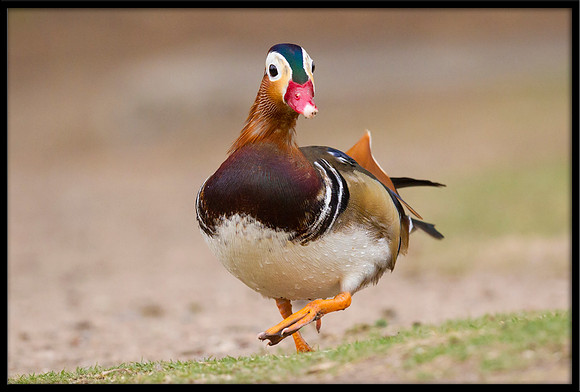 Mandarin Duck