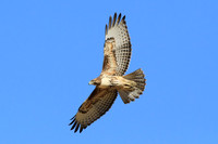 Red-tailed Hawk