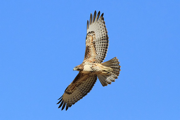 Red-tailed Hawk