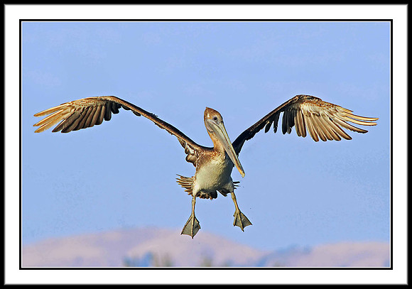 Brown Pelican