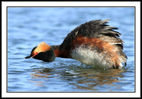 Horned Grebe