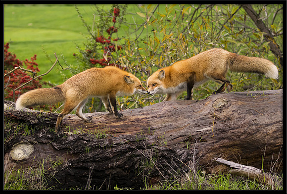 Red Foxes