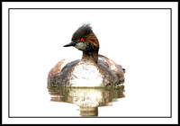 Eared Grebe