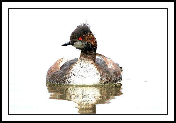 Eared Grebe