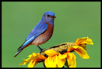 Western Bluebird