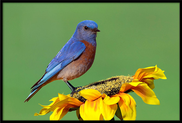 Western Bluebird