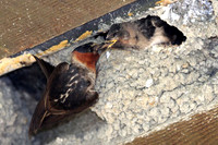 Cliff Swallow