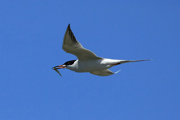 Forster's Tern with fish