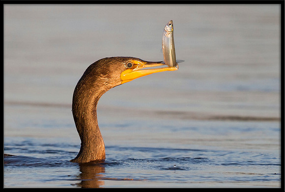 Cormorant