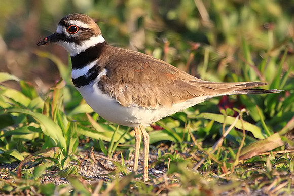 Killdeer