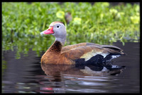 Black-bellied Whistling Duck