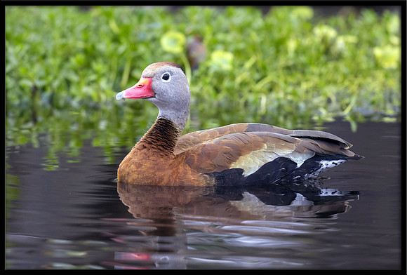 Black-bellied Whistling Duck