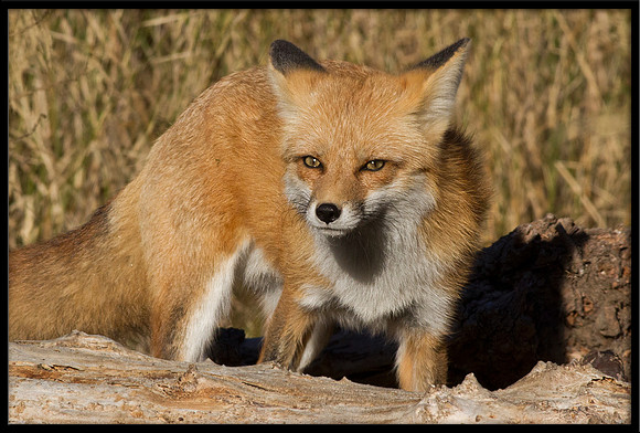 Red Fox