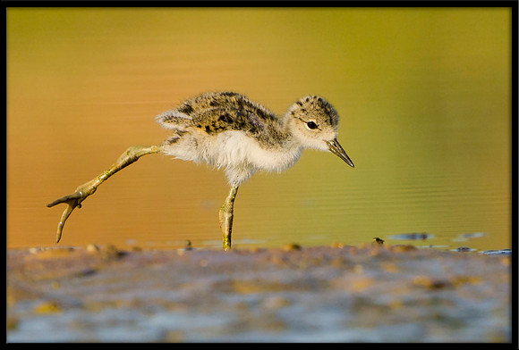 Black-necked Stilt chick