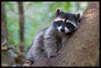 Raccoon