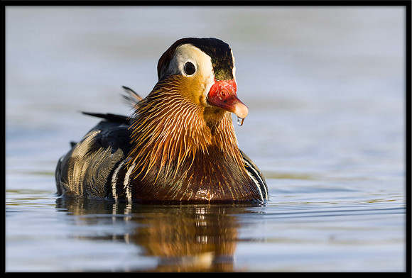 Mandarin Duck