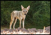 Coyote