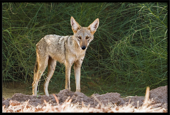 Coyote