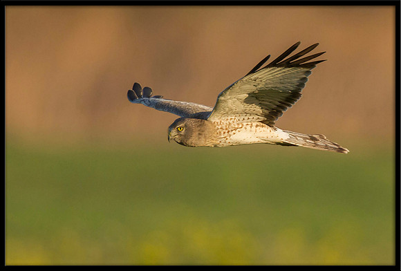 Northern Harrier