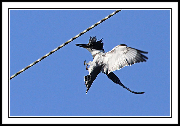 Belted Kingfisher