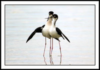 Stilts Mating -- Goodbye Kiss (4 of 4)