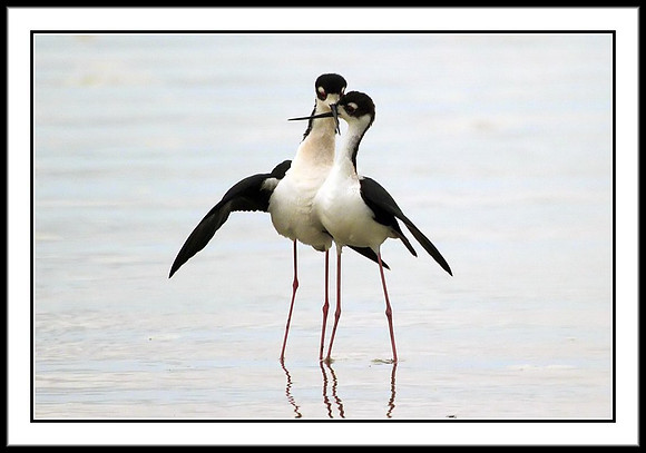 Stilts Mating -- Goodbye Kiss (4 of 4)