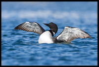 Common Loon