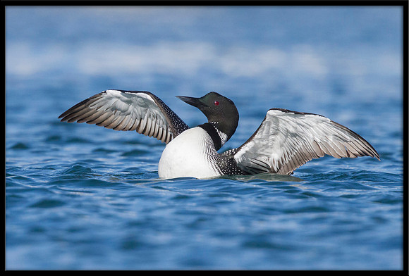 Common Loon