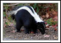 Striped Skunk
