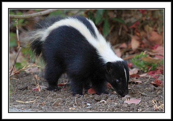Striped Skunk