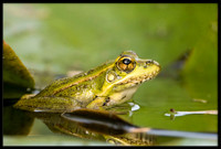 Rio Grande Leopard Frog