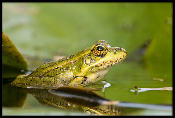 Rio Grande Leopard Frog