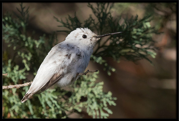 Leucistic Anna's Hummingbird