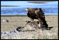 Golden Eagle