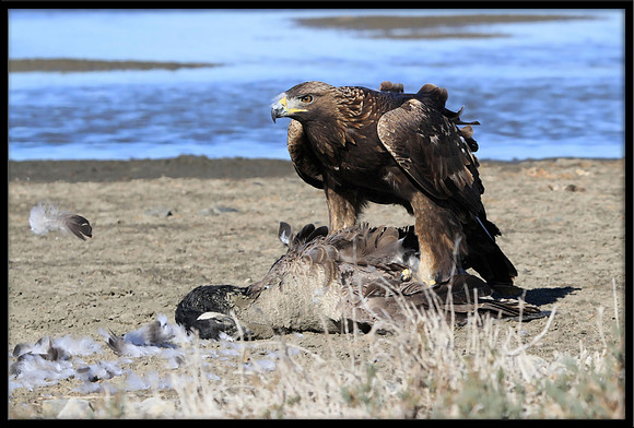 Golden Eagle